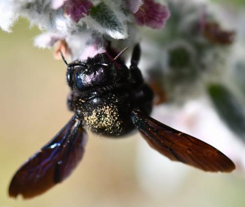 Réf. 259 000 : Xylocopa sp.